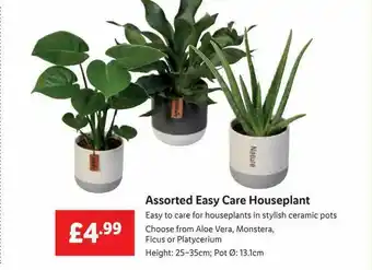 Lidl Assorted Easy Care Houseplant offer