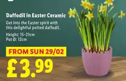 Lidl Daffodil in Easter Ceramic offer