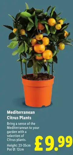 Lidl Mediterranean Citrus Plants offer
