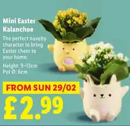 Lidl Mini Easter Kalanchoe offer