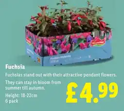 Lidl Fuchsia offer
