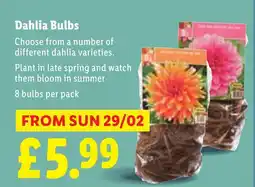 Lidl Dahlia Bulbs offer