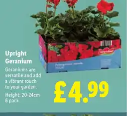 Lidl Upright Geranium offer