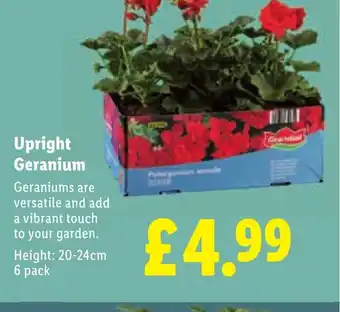 Upright Geranium