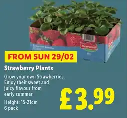 Lidl Strawberry Plants offer