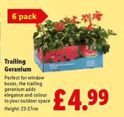 Lidl Trailing Geranium offer