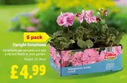 Lidl Upright Geraniums offer