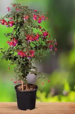 Lidl Standard Fuchsia offer