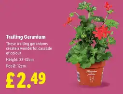 Lidl Trailing Geranium offer