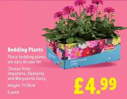 Lidl Bedding Plants offer