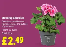 Lidl Standing Geranium offer