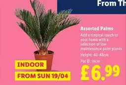 Lidl Assorted Palms offer