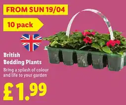 Lidl British Bedding Plants offer
