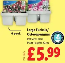 Lidl Large Fuchsia/ Osteospermum offer