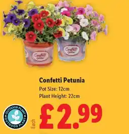 Lidl Confetti Petunia offer