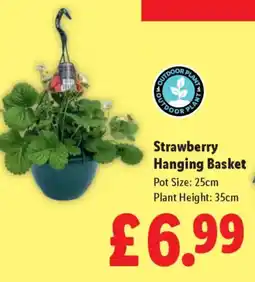Lidl Strawberry Hanging Basket offer