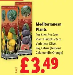 Lidl Mediterranean Plants offer