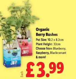 Lidl Organic Berry Bushes offer