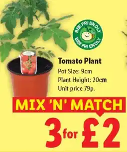 Lidl Tomato Plant offer