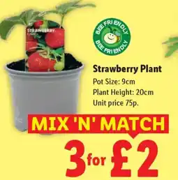 Lidl Strawberry Plant offer