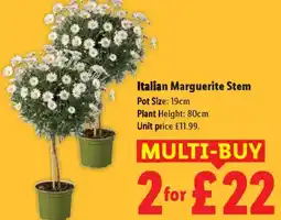 Lidl Italian Marguerite Stem offer
