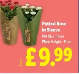 Lidl Potted Rose in Sleeve offer