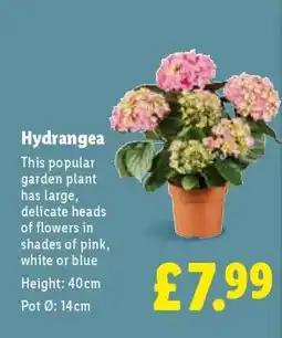 Lidl Hydrangea offer