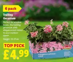 Lidl Trailing Geranium offer