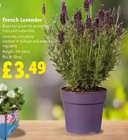 Lidl French Lavender offer