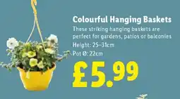 Lidl Colourful Hanging Baskets offer