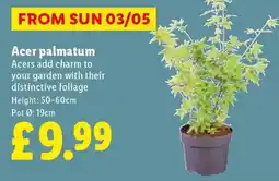 Lidl Acer palmatum offer