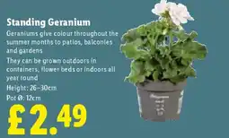 Lidl Standing Geranium offer
