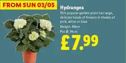Lidl Hydrangea offer