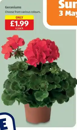 Aldi Geraniums offer