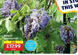 Aldi Wisteria Amethyst Falls offer