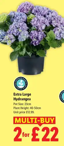 Lidl Extra Large Hydrange offer
