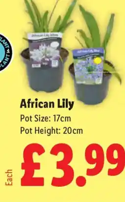 Lidl African Lily offer