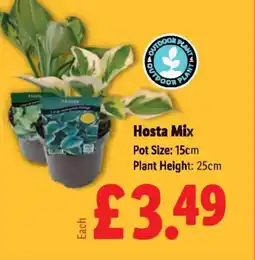 Lidl Hosta Mix offer