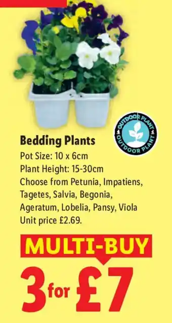 Bedding Plants