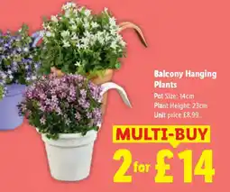 Lidl Balcony Hanging Plants offer
