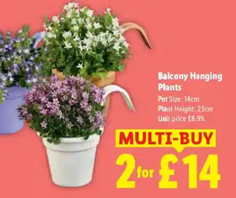 Balcony Hanging Plants