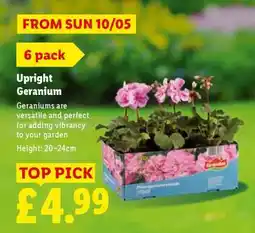 Lidl Upright Geranium offer