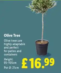 Lidl Olive Tree offer