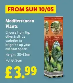 Lidl Mediterranean Plants offer