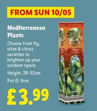 Mediterranean Plants