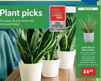 Lidl Green Plant In Blue Ceramic offer