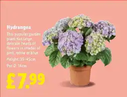 Lidl Hydrangea offer