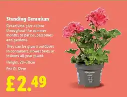 Lidl Standing Geranium offer