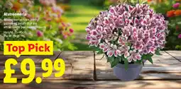 Lidl Alstroemeria offer