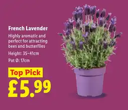 Lidl French Lavender offer